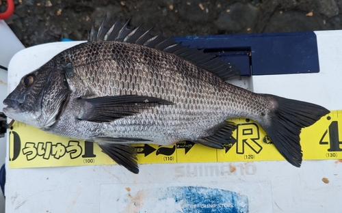 チヌの釣果