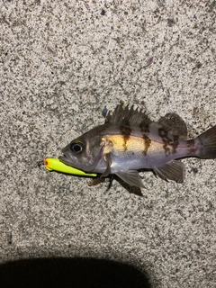 メバルの釣果