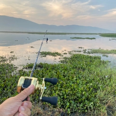 ライギョの釣果