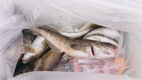 ホッケの釣果