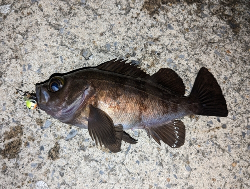 メバルの釣果