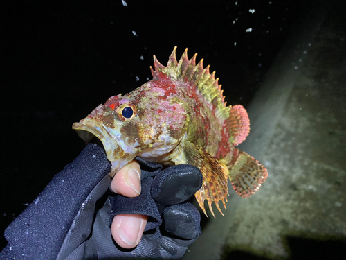 ヨロイメバルの釣果