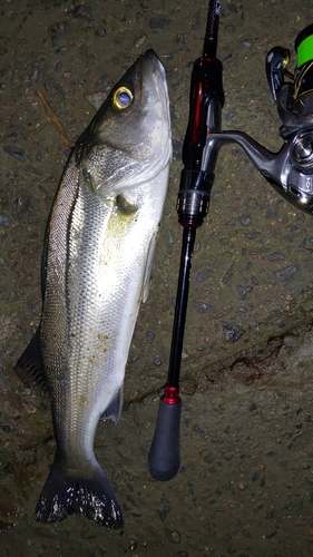 スズキの釣果