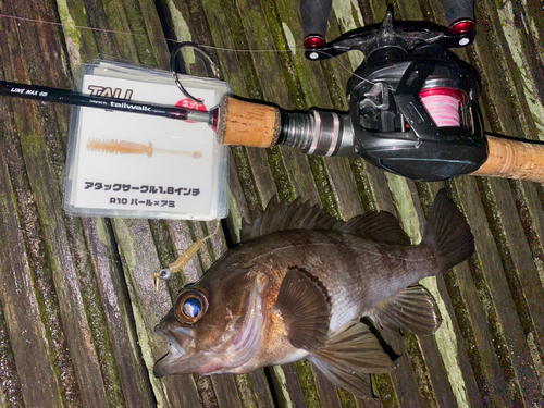 メバルの釣果