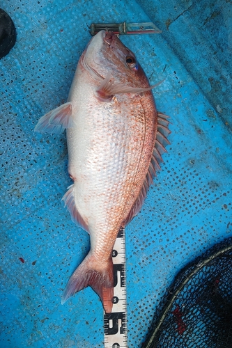 マダイの釣果