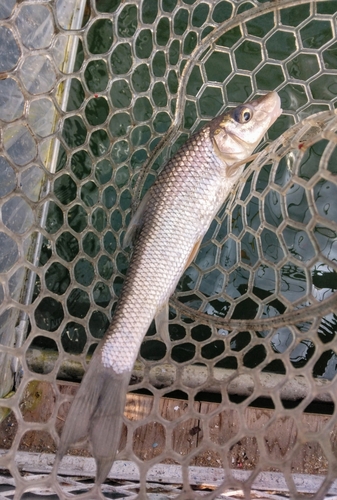 ニゴイの釣果