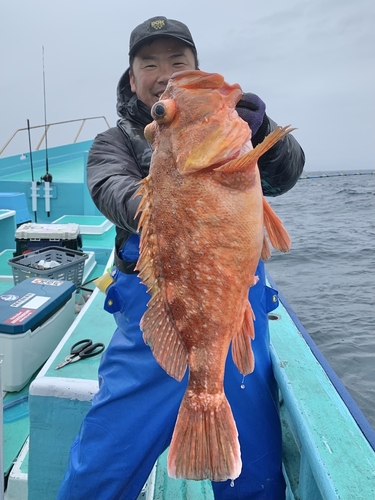 ウッカリカサゴの釣果