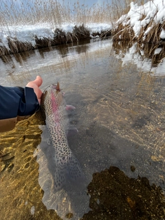 ニジマスの釣果