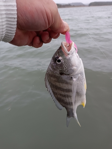 キビレの釣果