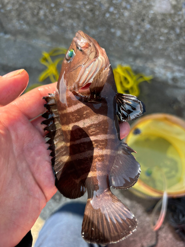 マハタの釣果