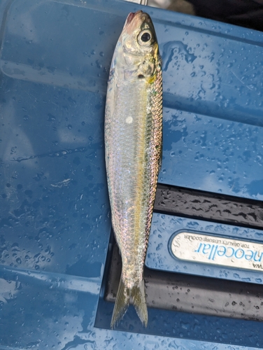 カタボシイワシの釣果