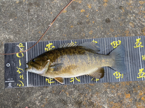 スモールマウスバスの釣果