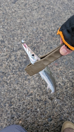 カマスの釣果