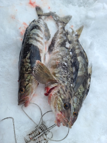 ホッケの釣果