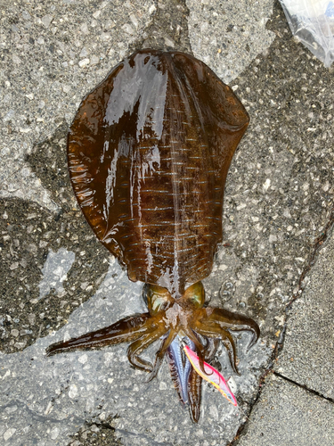 アオリイカの釣果