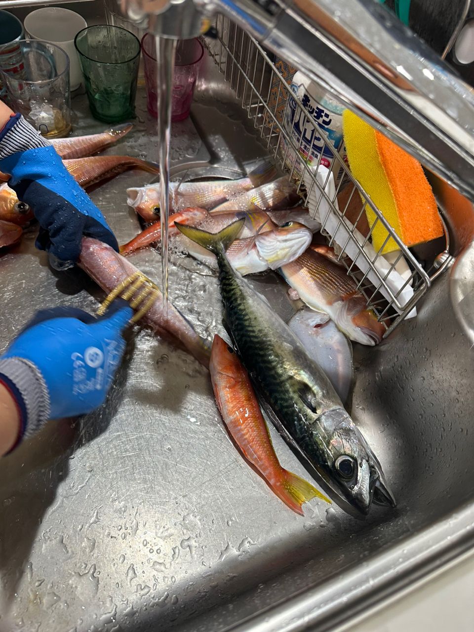 ねぎまるさんの釣果 3枚目の画像