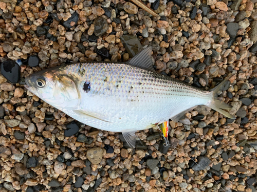 コノシロの釣果