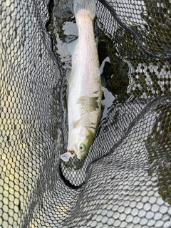 ニジマスの釣果