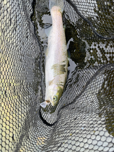 ニジマスの釣果