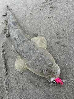 マゴチの釣果