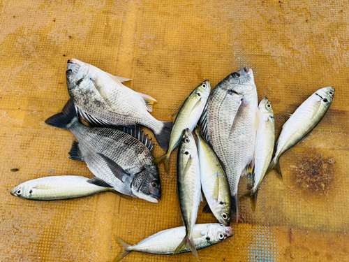 キチヌの釣果