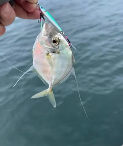 イトヒキアジの釣果