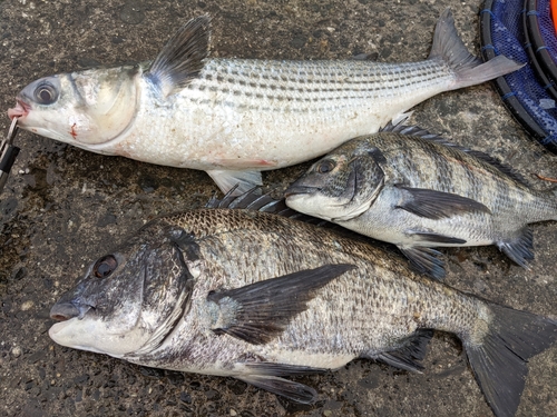 クロダイの釣果