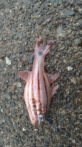 ネンブツダイの釣果