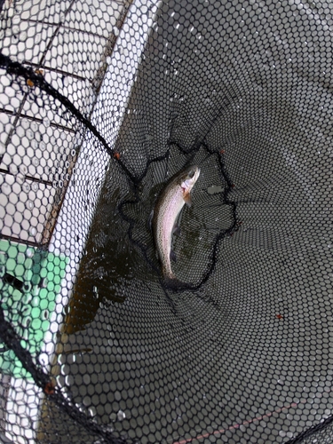 ニジマスの釣果