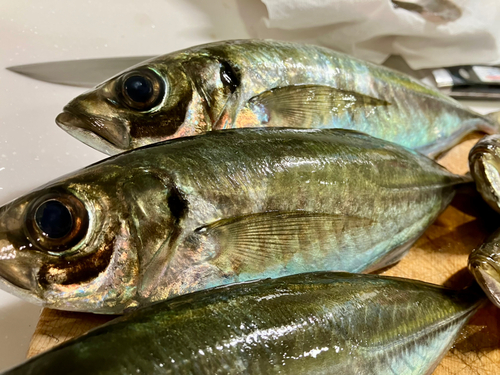 アジの釣果