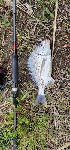 キビレの釣果