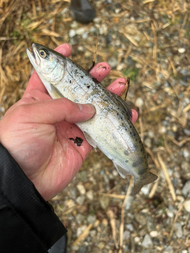 ヤマメの釣果