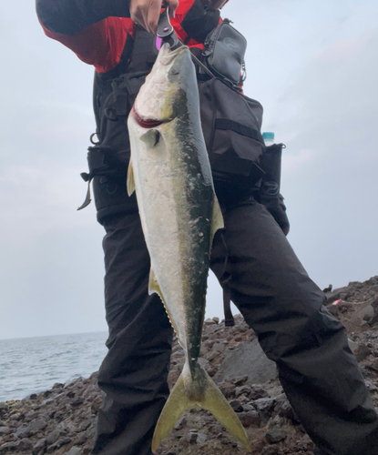 ヤズの釣果