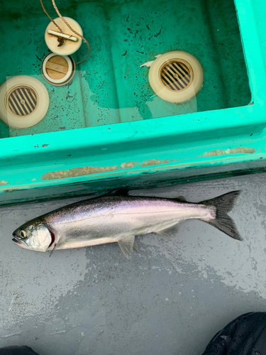 ヒメマスの釣果