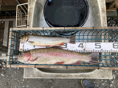 イワナの釣果