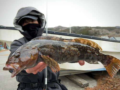 アイナメの釣果