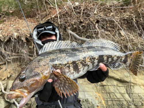 アイナメの釣果