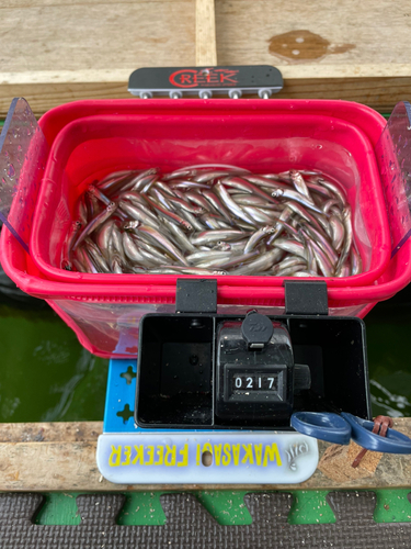 ワカサギの釣果