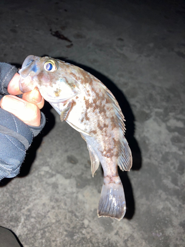 クロソイの釣果