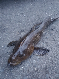 アイナメの釣果