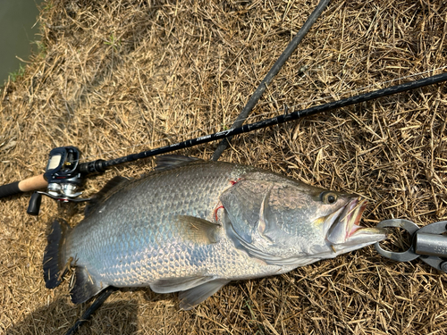 バラマンディの釣果