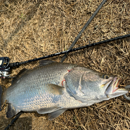 蒲焼の釣果