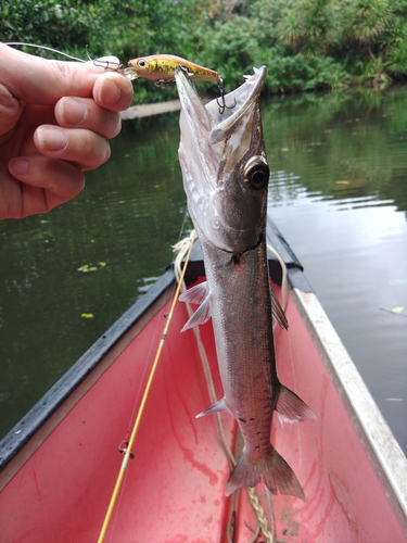 ナンヨウチヌの釣果