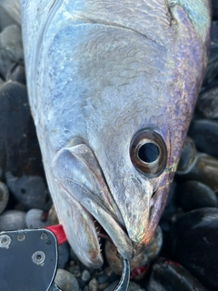 ニベの釣果