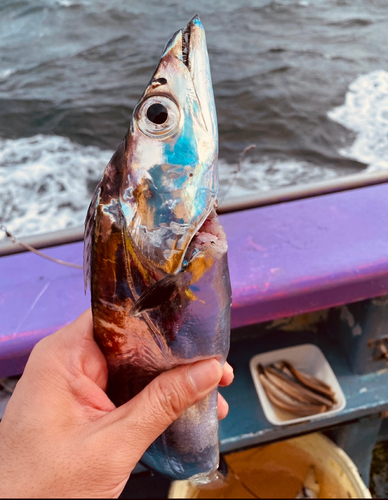 タチウオの釣果