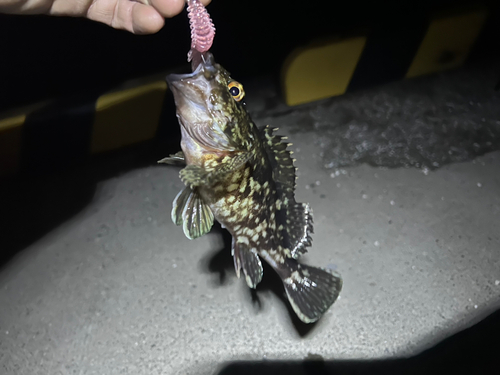 カサゴの釣果