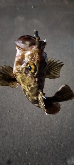 ガシラの釣果