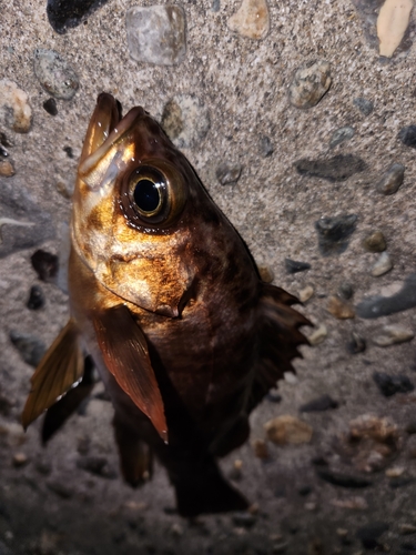 メバルの釣果