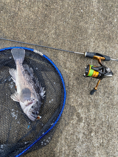 クロソイの釣果