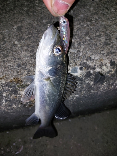 セイゴ（マルスズキ）の釣果